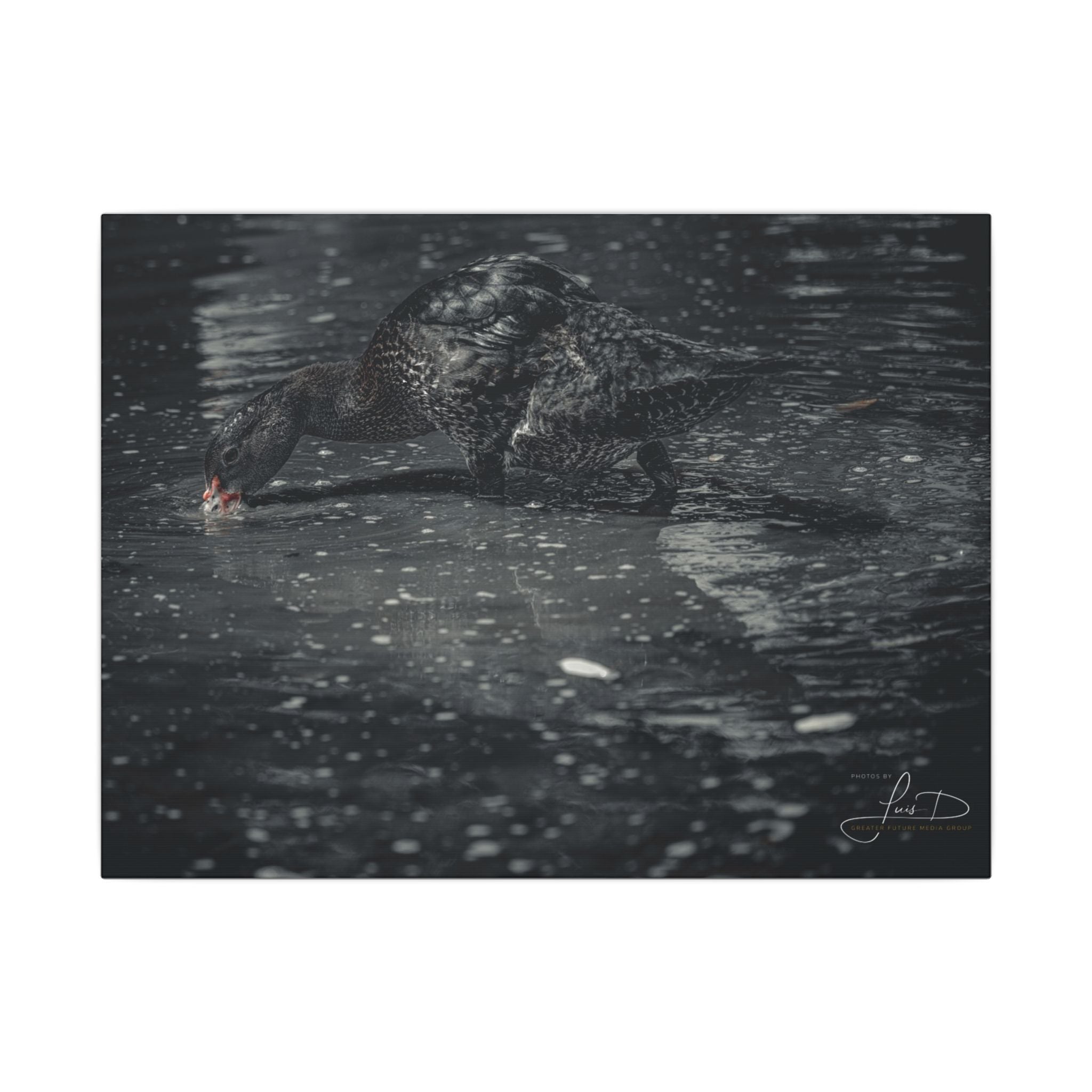 Black Duck Matte Canvas Print — Moody Wildlife Wall Art