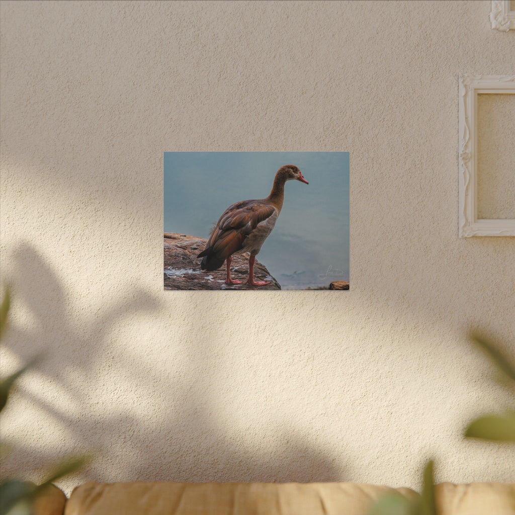Goose Canvas Wall Art — Matte Stretched Nature Print
