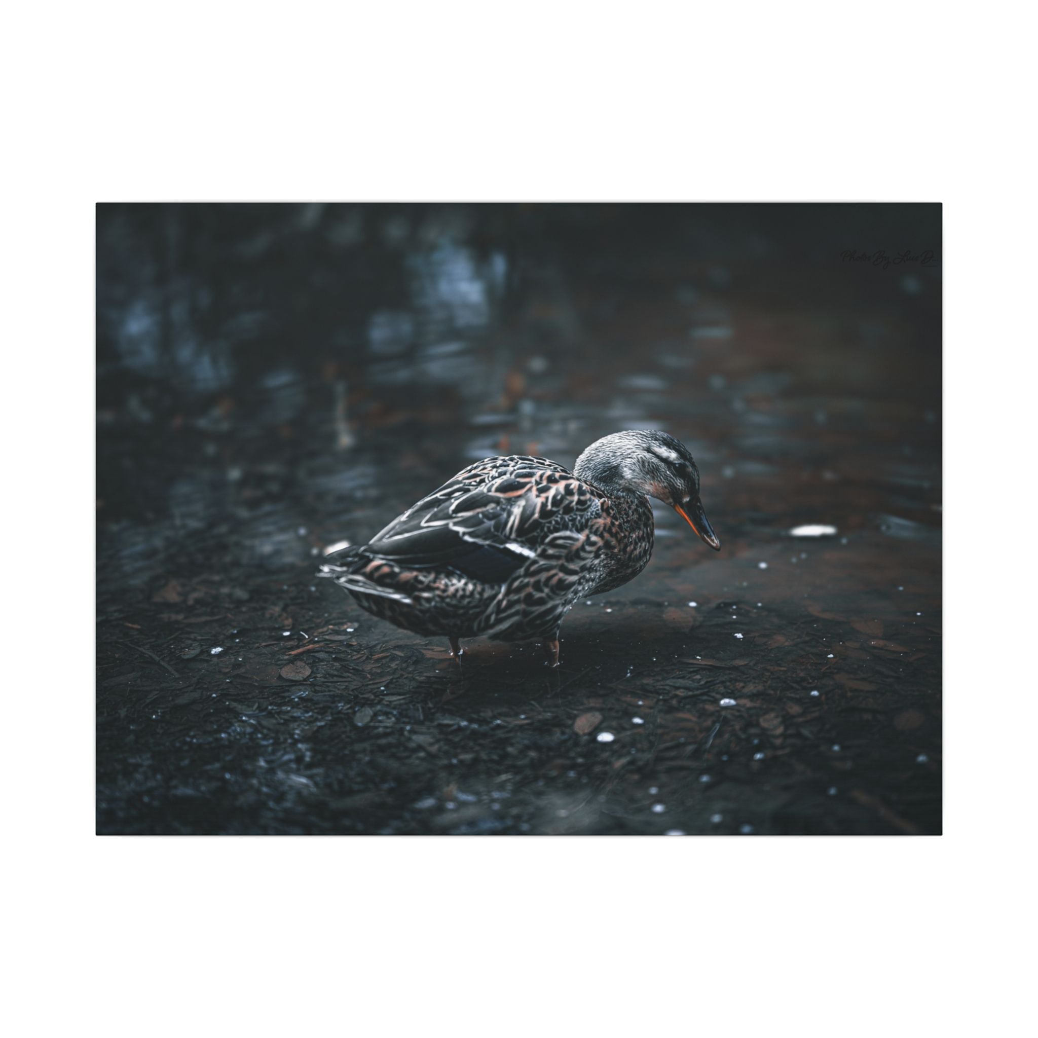 Matte Canvas Print - Moody Duck Photography Wall Art