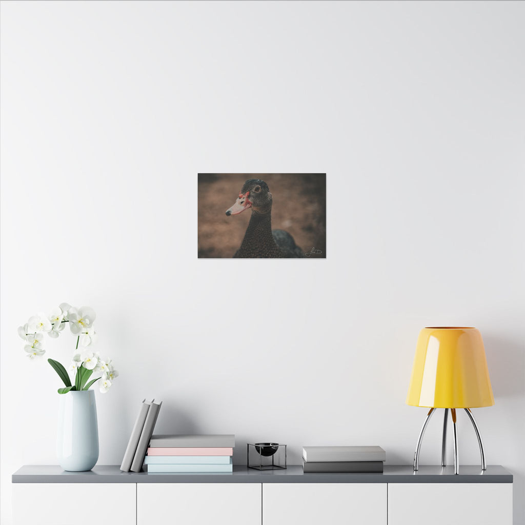 Muscovy Duck Portrait Matte Canvas Wall Art