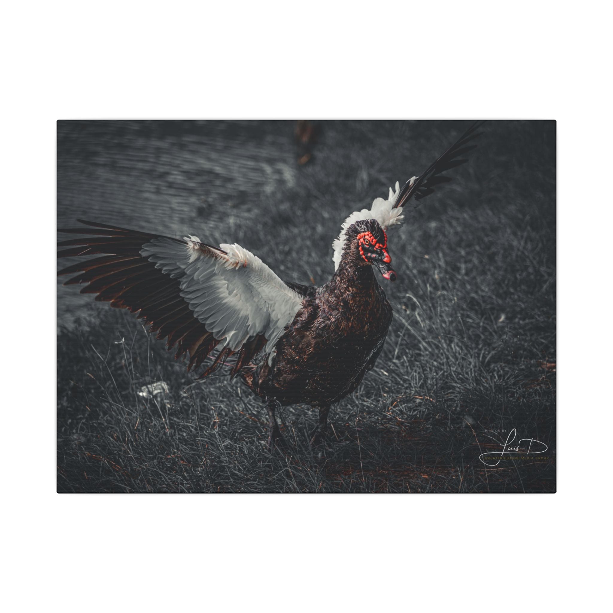 Dark Farmhouse Canvas Print — Moody Muscovy Duck Wall Art