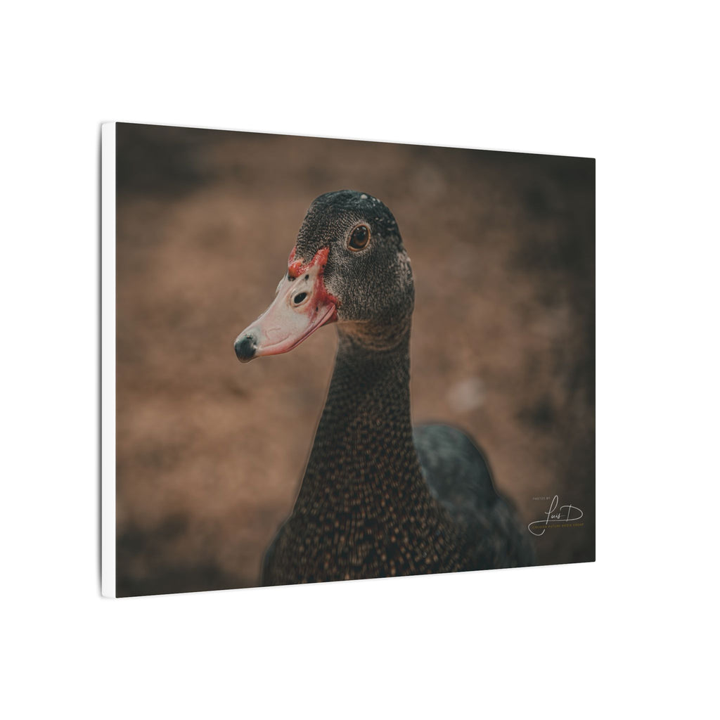 Muscovy Duck Portrait Matte Canvas Wall Art