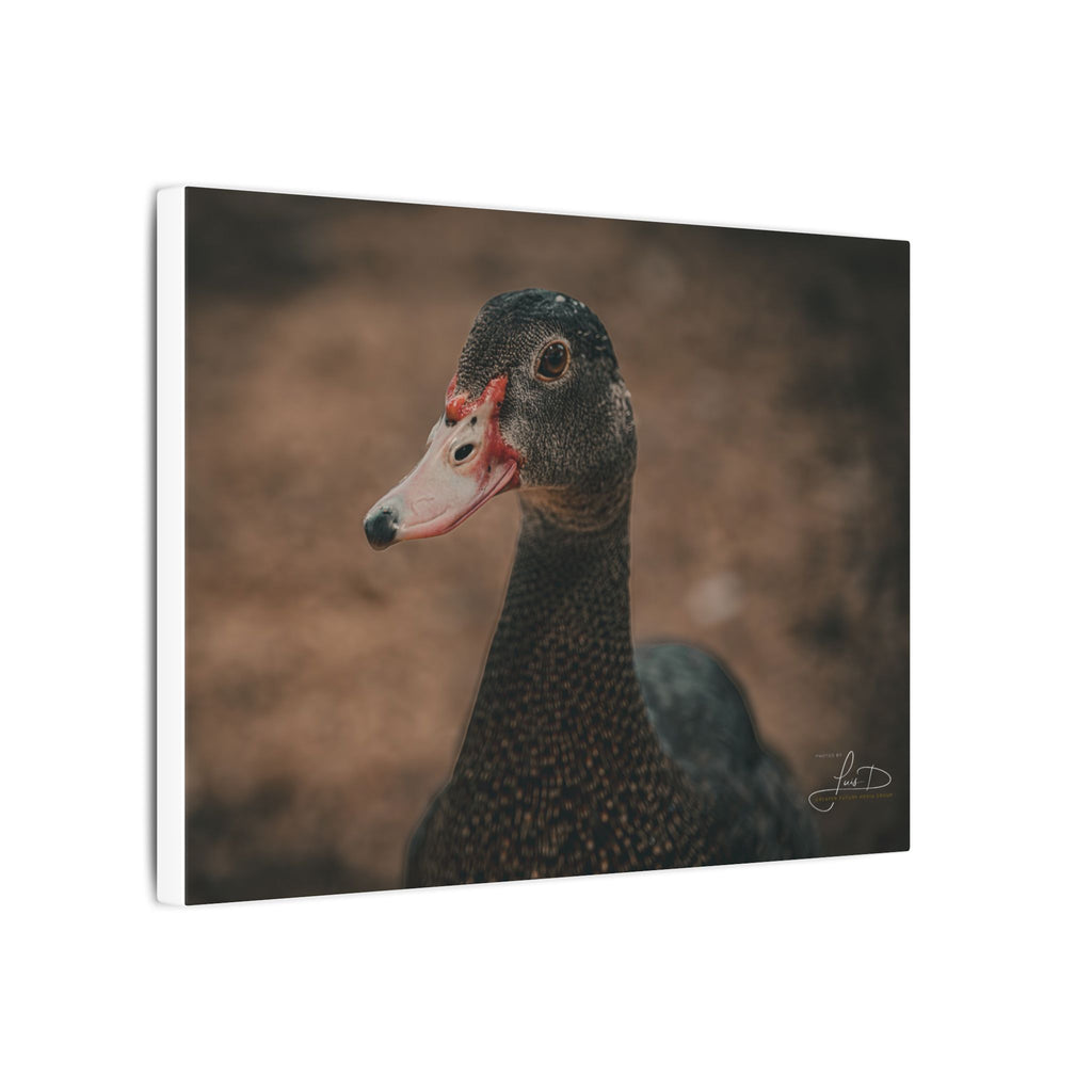 Muscovy Duck Portrait Matte Canvas Wall Art