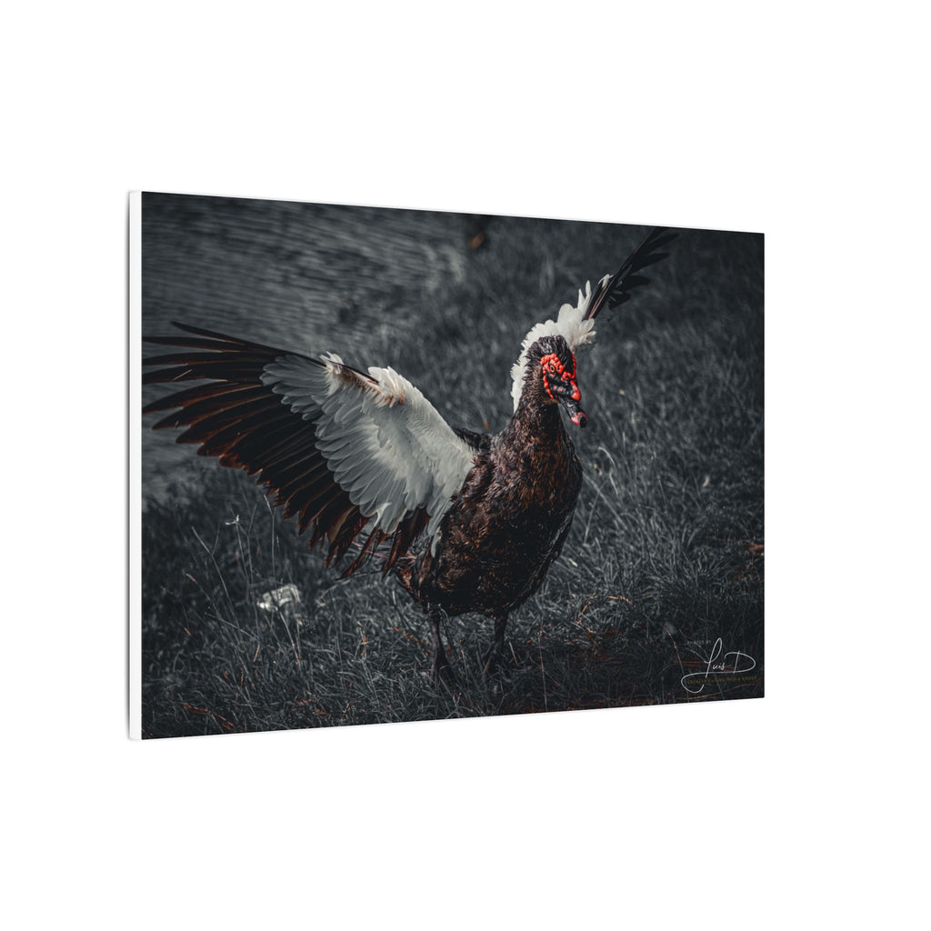 Dark Farmhouse Canvas Print — Moody Muscovy Duck Wall Art