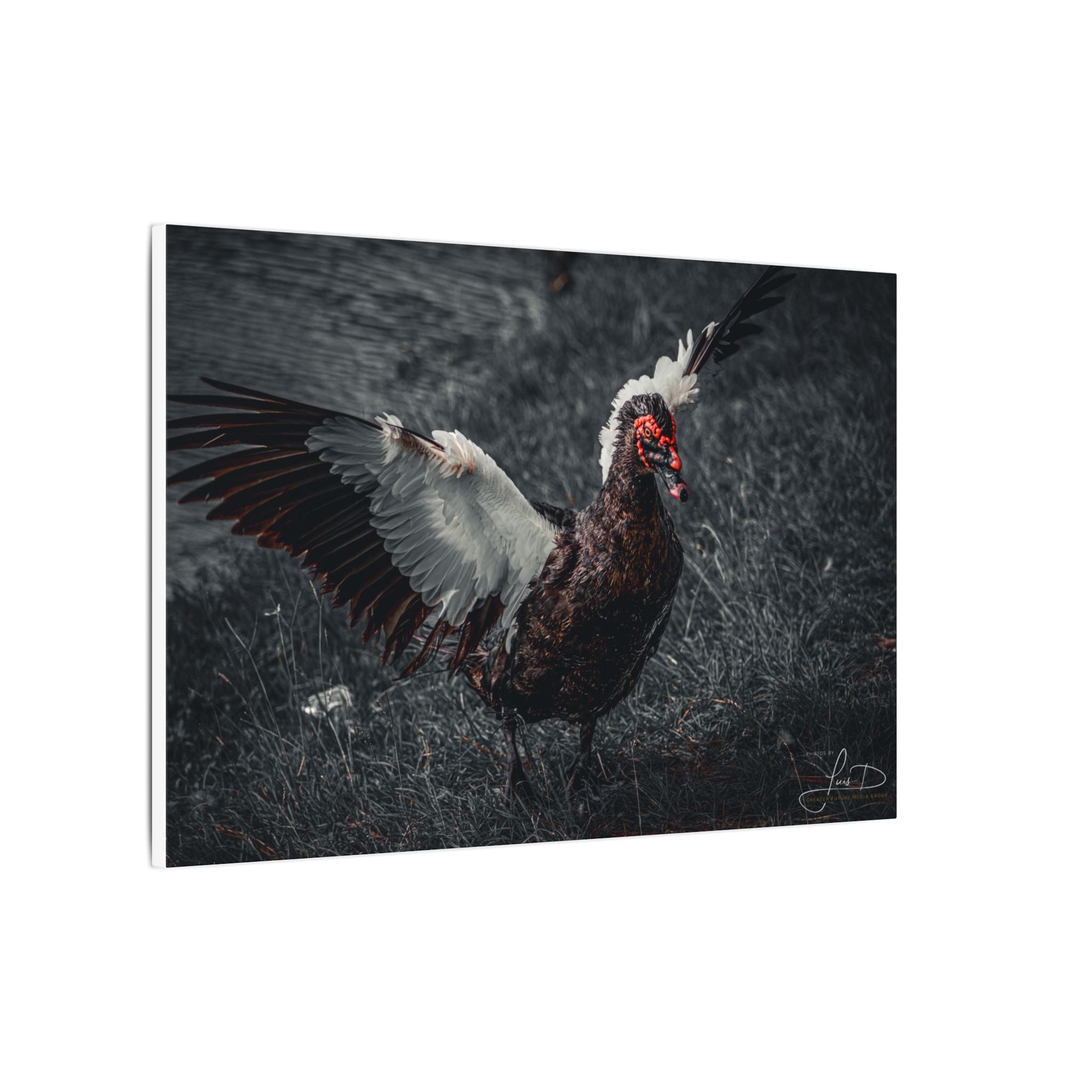 Dark Farmhouse Canvas Print — Moody Muscovy Duck Wall Art