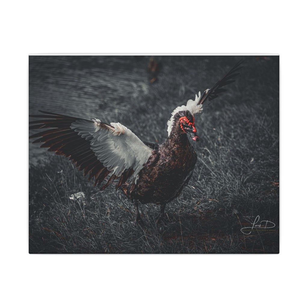 Dark Farmhouse Canvas Print — Moody Muscovy Duck Wall Art