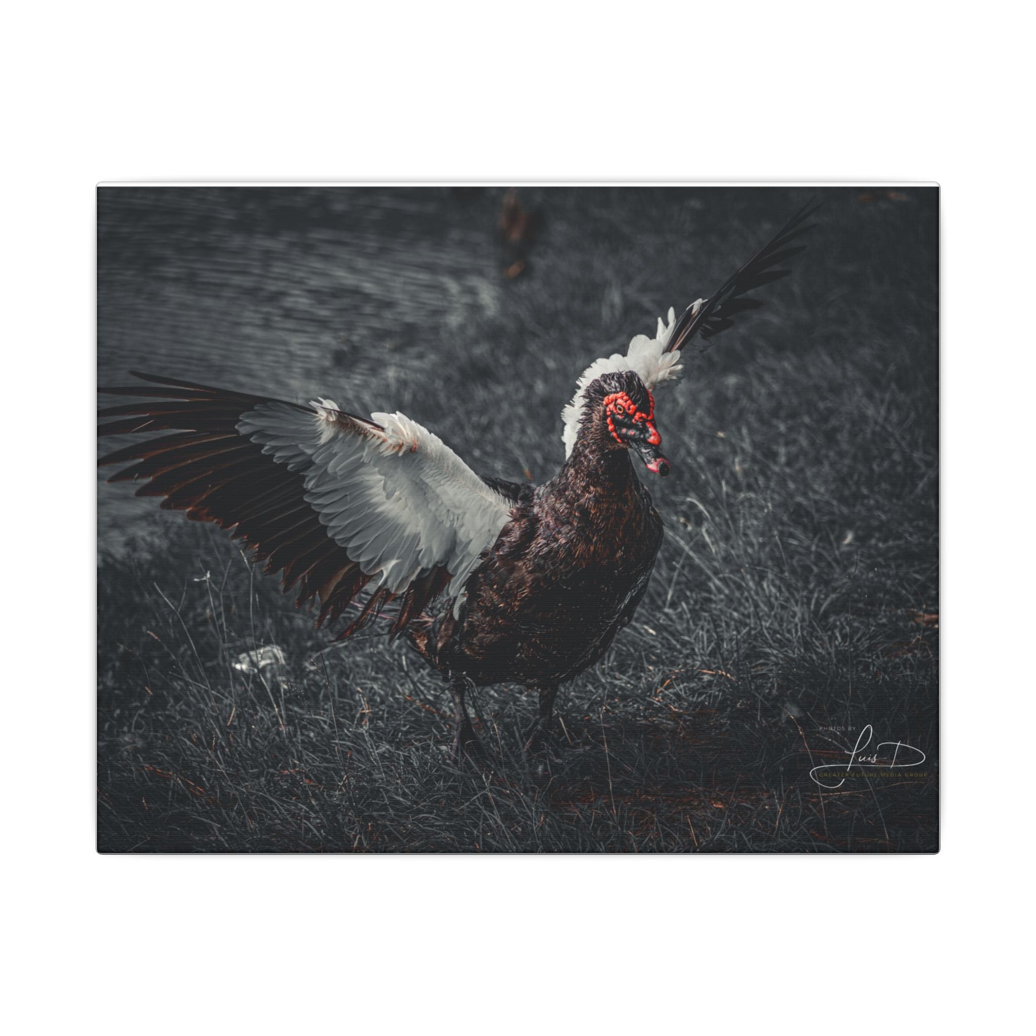 Dark Farmhouse Canvas Print — Moody Muscovy Duck Wall Art