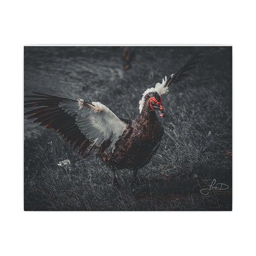 Dark Farmhouse Canvas Print — Moody Muscovy Duck Wall Art