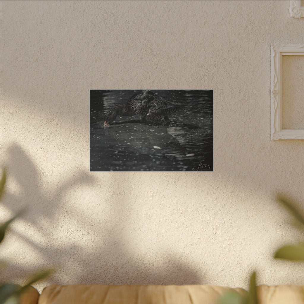 Black Duck Matte Canvas Print — Moody Wildlife Wall Art