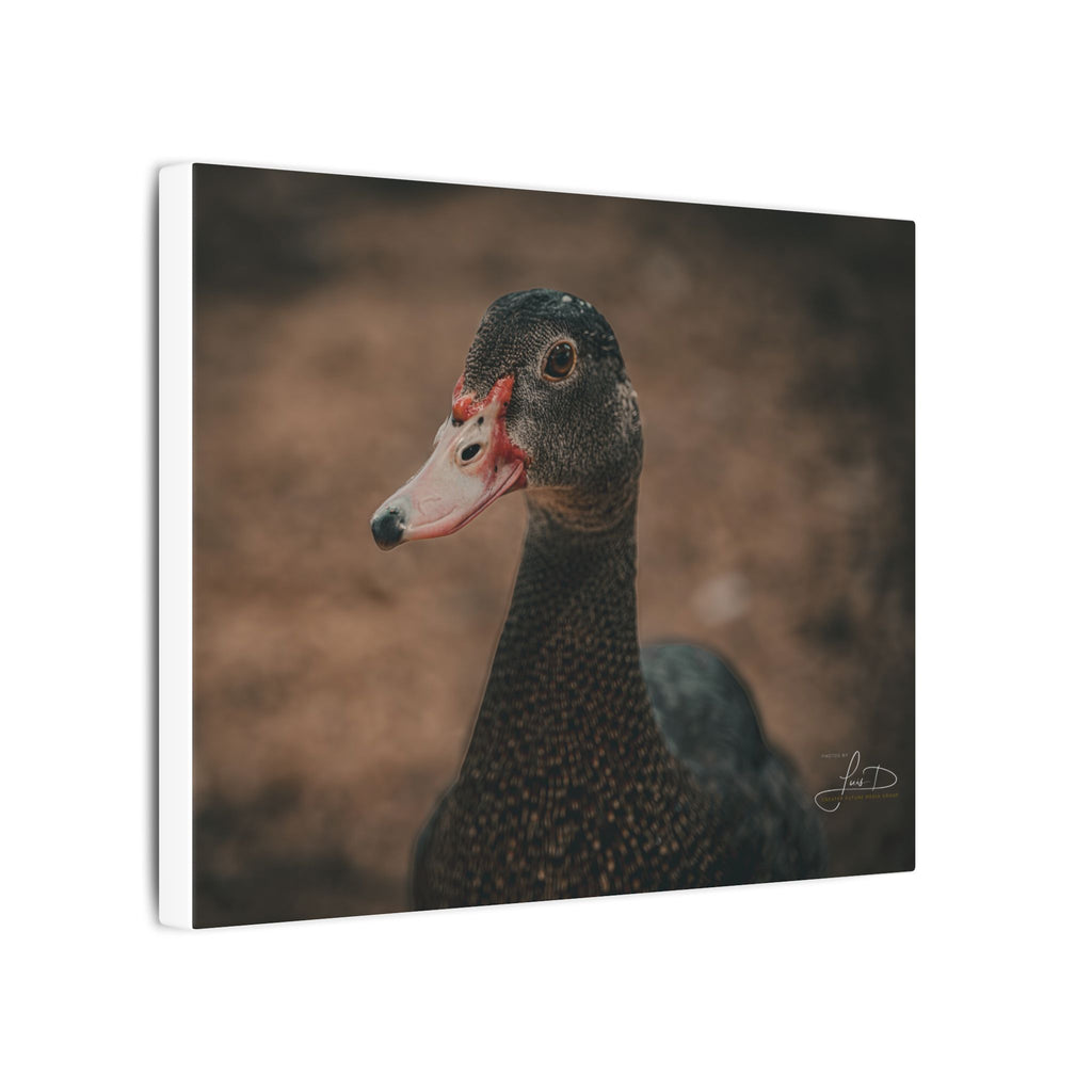 Muscovy Duck Portrait Matte Canvas Wall Art