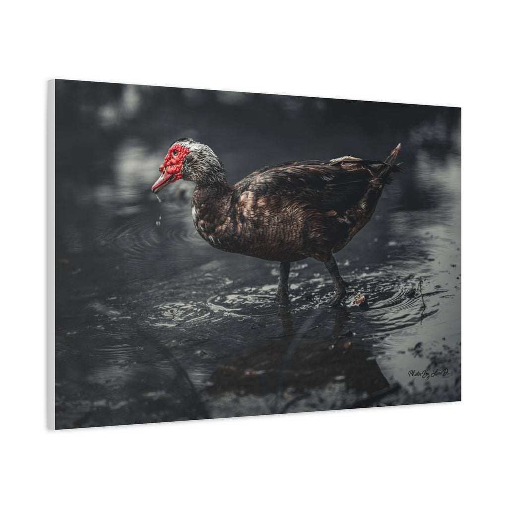 Muscovy Duck Matte Canvas Print — Moody Wildlife Photography Wall Art
