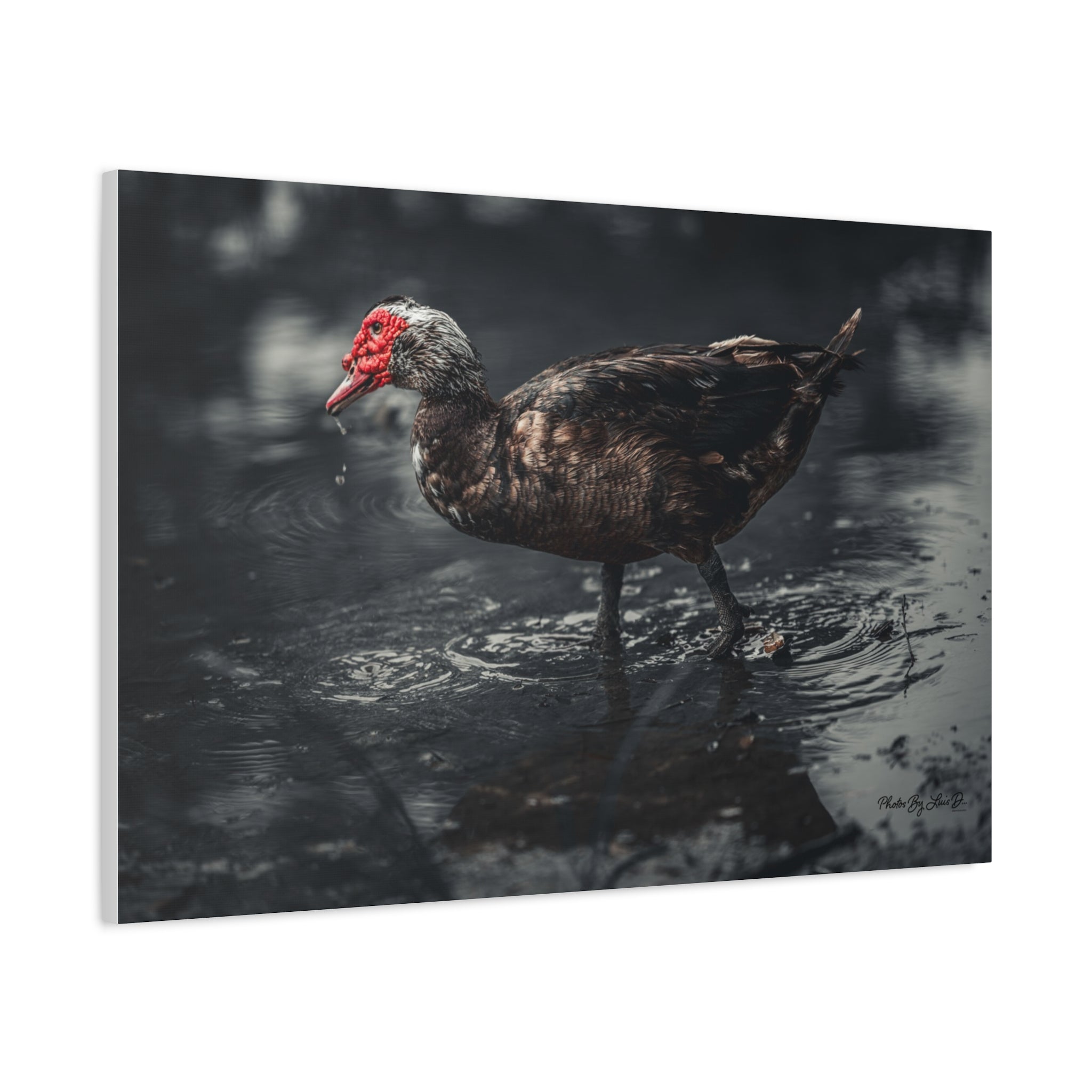 Muscovy Duck Matte Canvas Print — Moody Wildlife Photography Wall Art