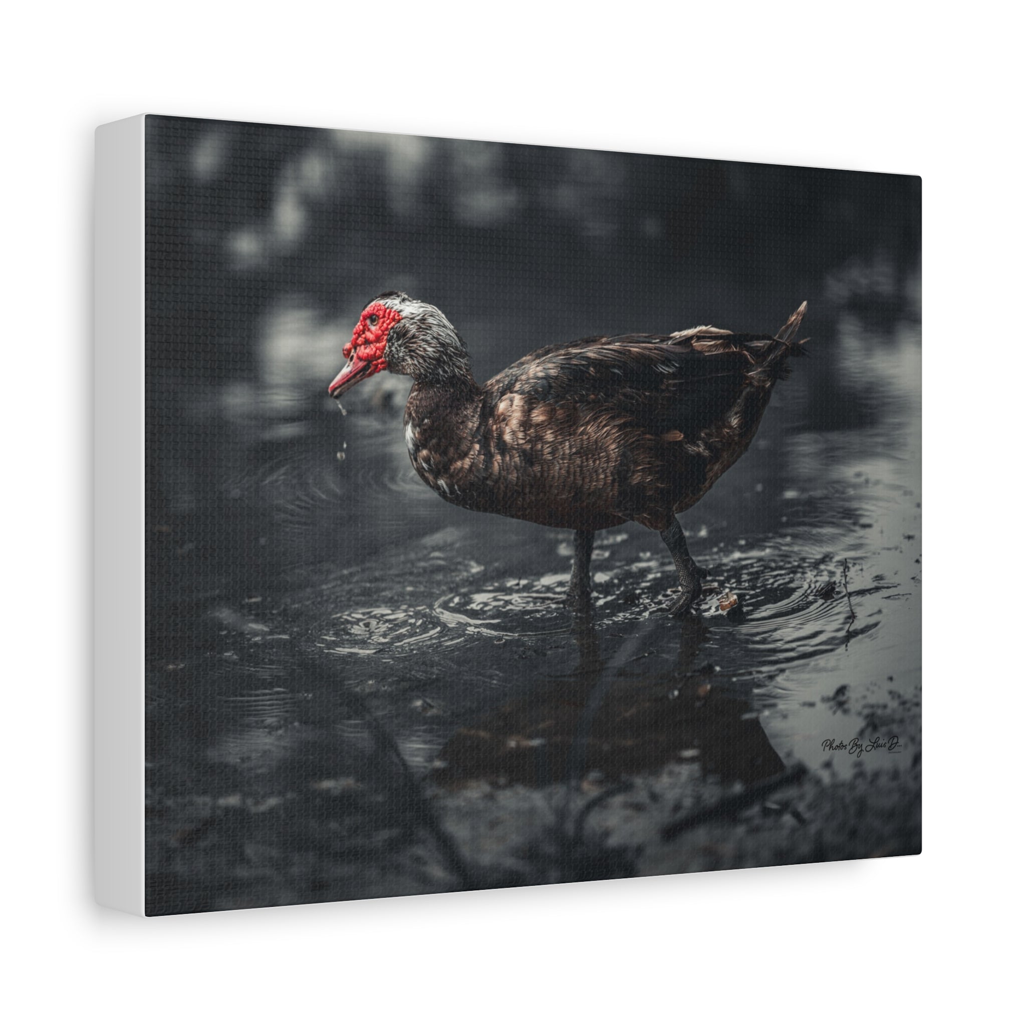 Muscovy Duck Matte Canvas Print — Moody Wildlife Photography Wall Art