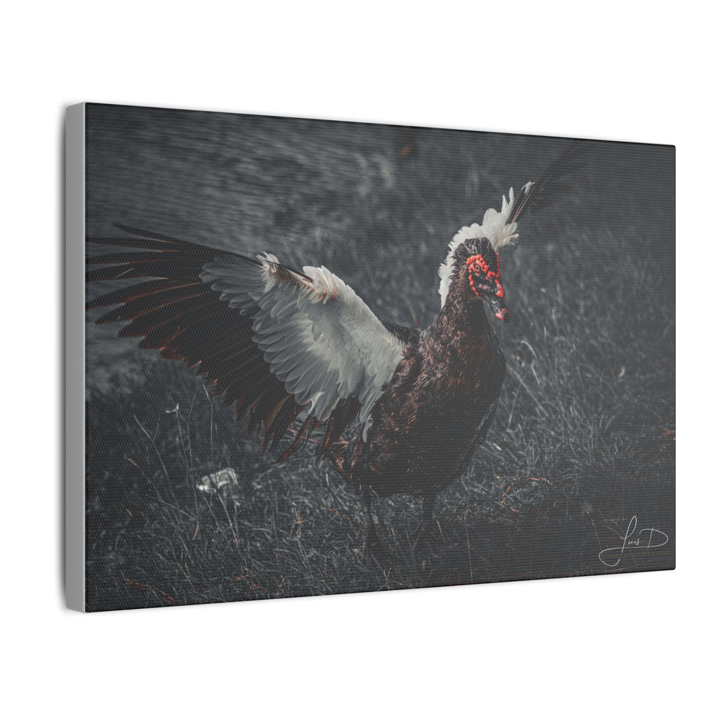 Dark Farmhouse Canvas Print — Moody Muscovy Duck Wall Art