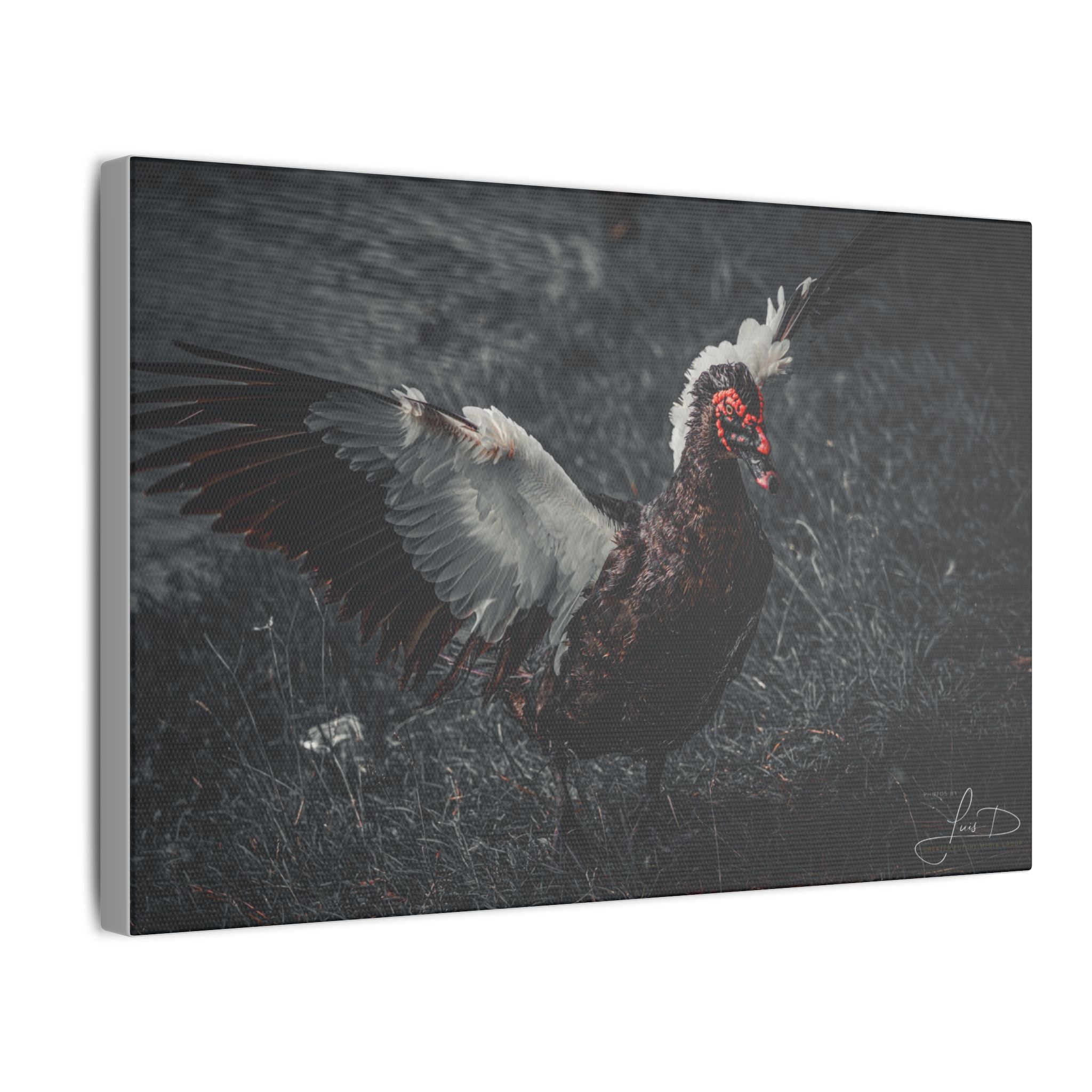Dark Farmhouse Canvas Print — Moody Muscovy Duck Wall Art