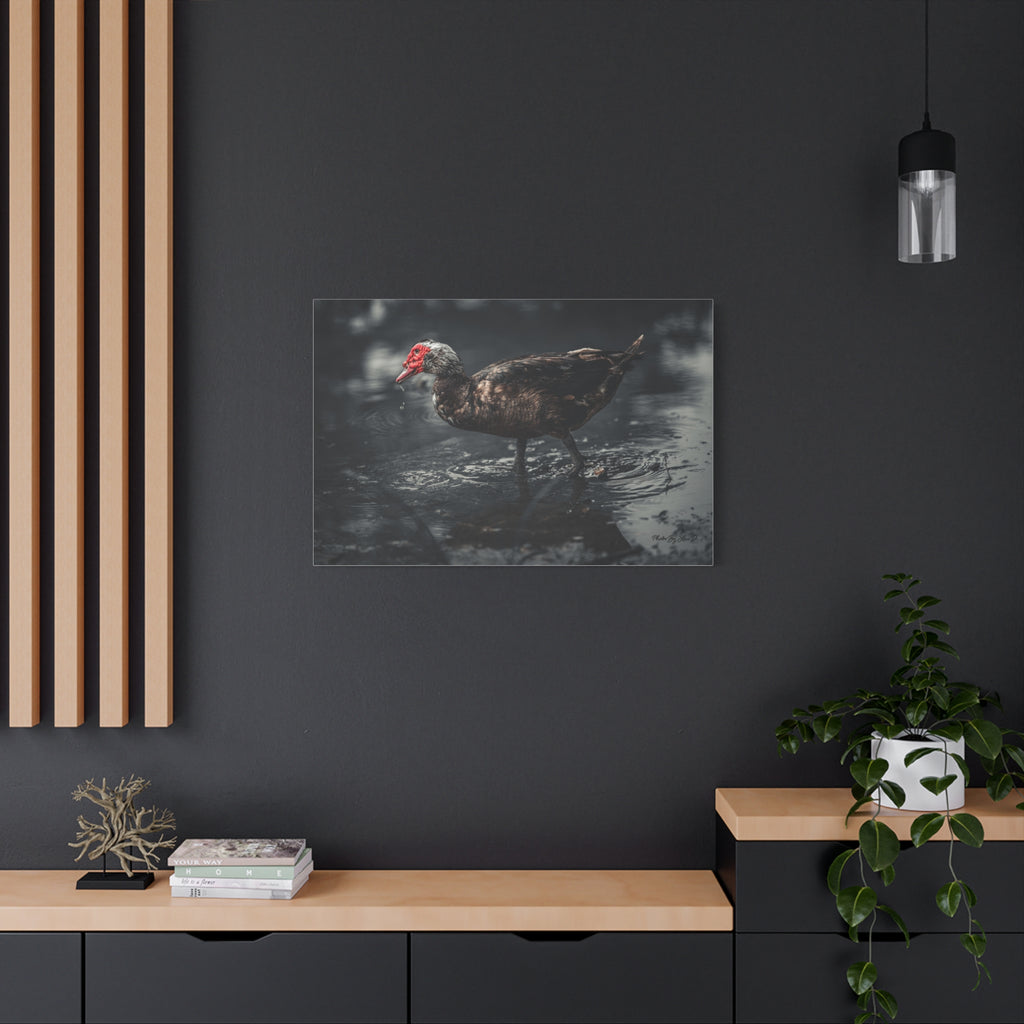 Muscovy Duck Matte Canvas Print — Moody Wildlife Photography Wall Art