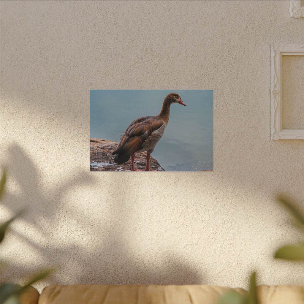 Goose Canvas Wall Art — Matte Stretched Nature Print