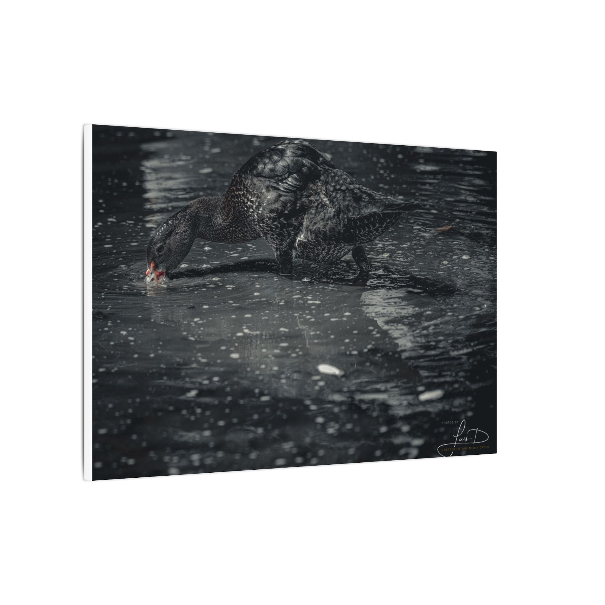 Black Duck Matte Canvas Print — Moody Wildlife Wall Art
