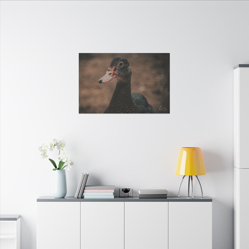 Muscovy Duck Portrait Matte Canvas Wall Art
