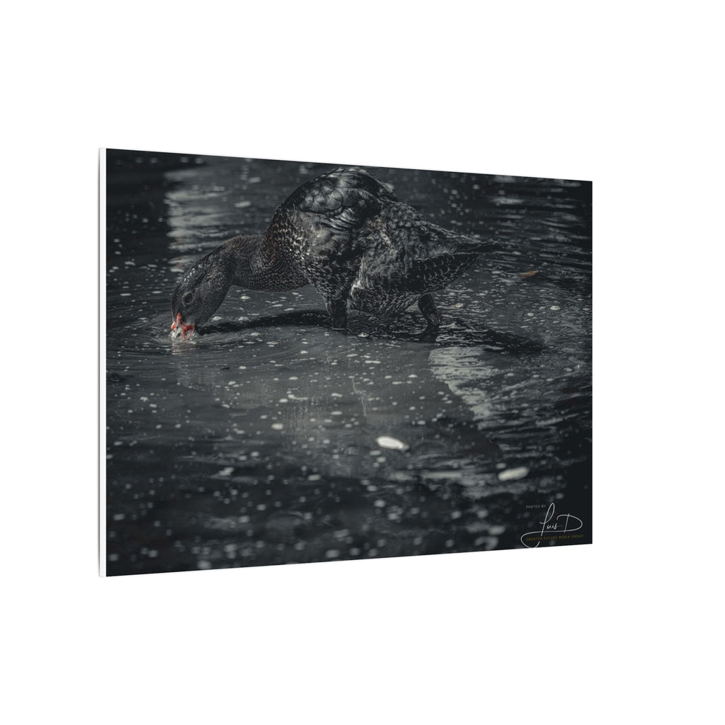 Black Duck Matte Canvas Print — Moody Wildlife Wall Art