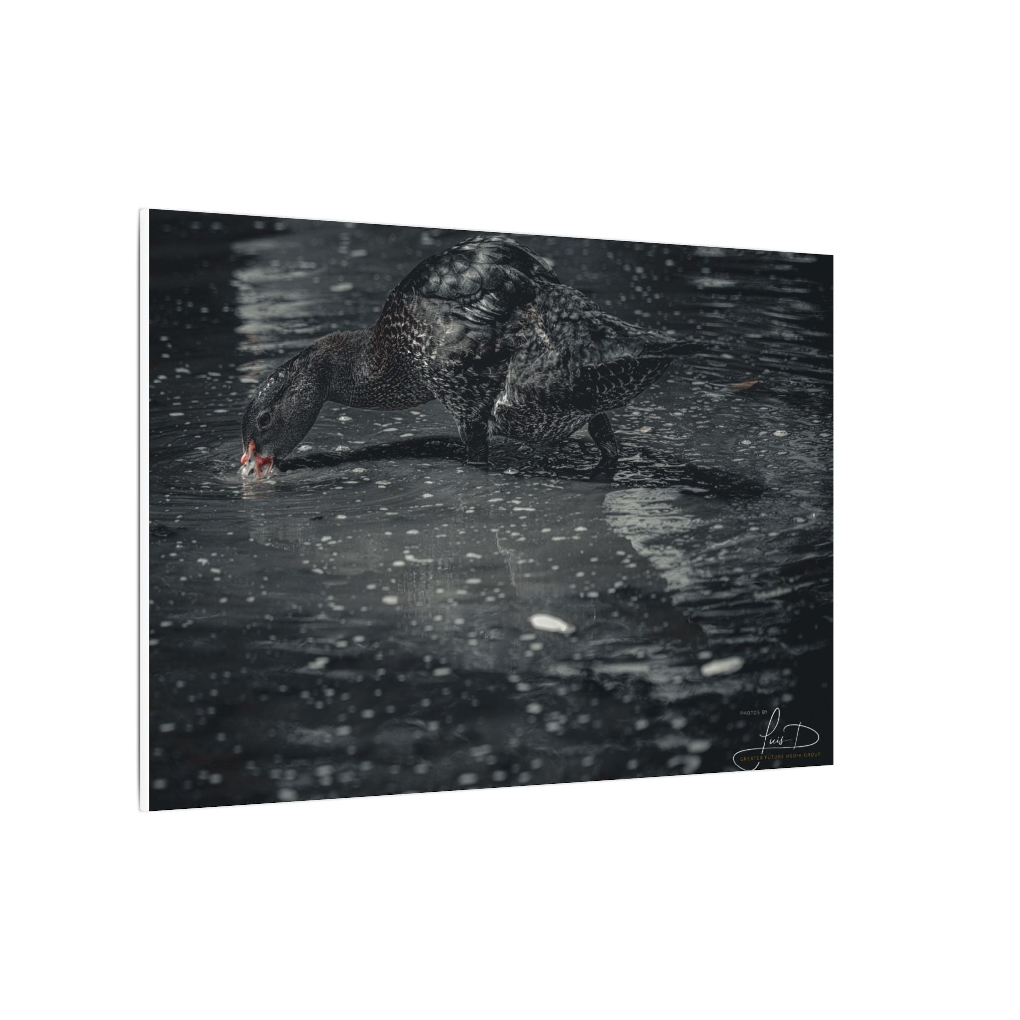 Black Duck Matte Canvas Print — Moody Wildlife Wall Art