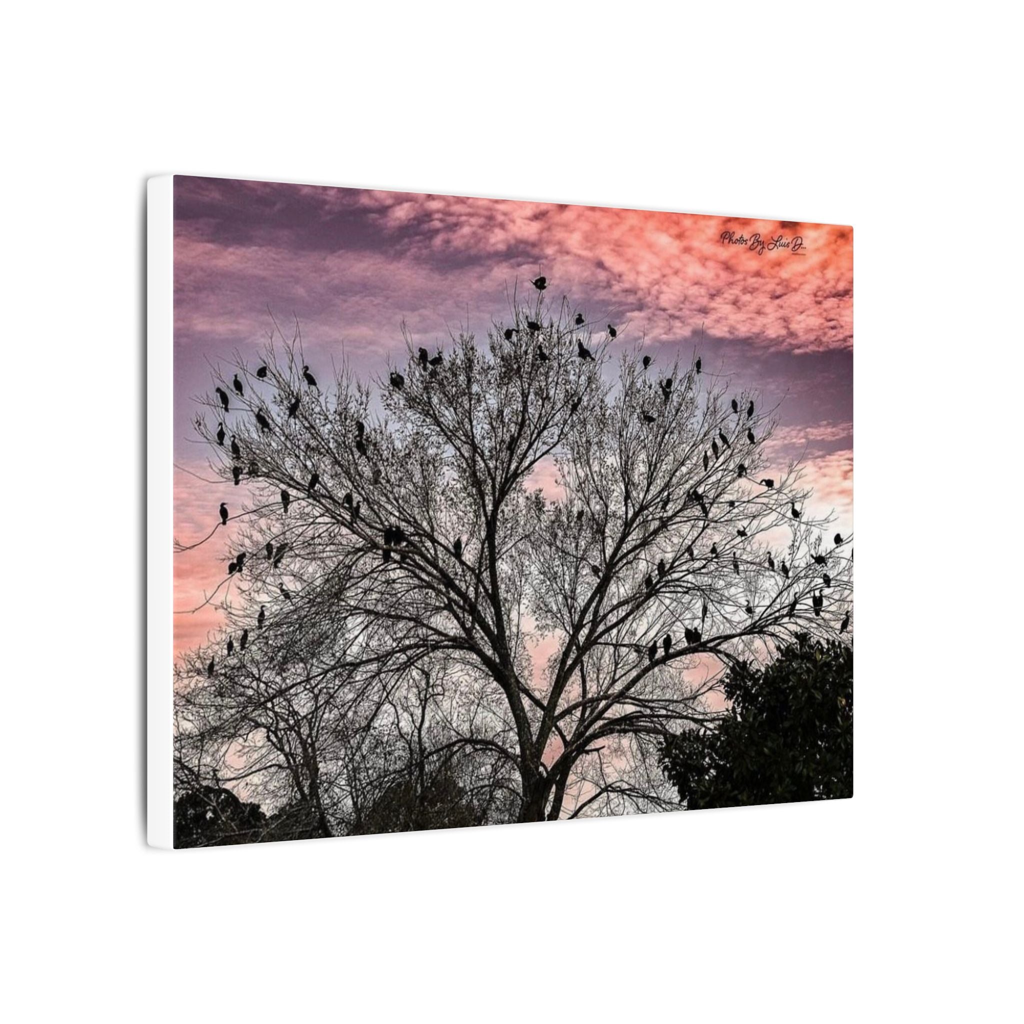 Serene Nature Canvas Art, Bird Silhouette Wall Decor, Home Aesthetic, Gift for Bird Lovers, Nature Photography Print, Peaceful Wall Art