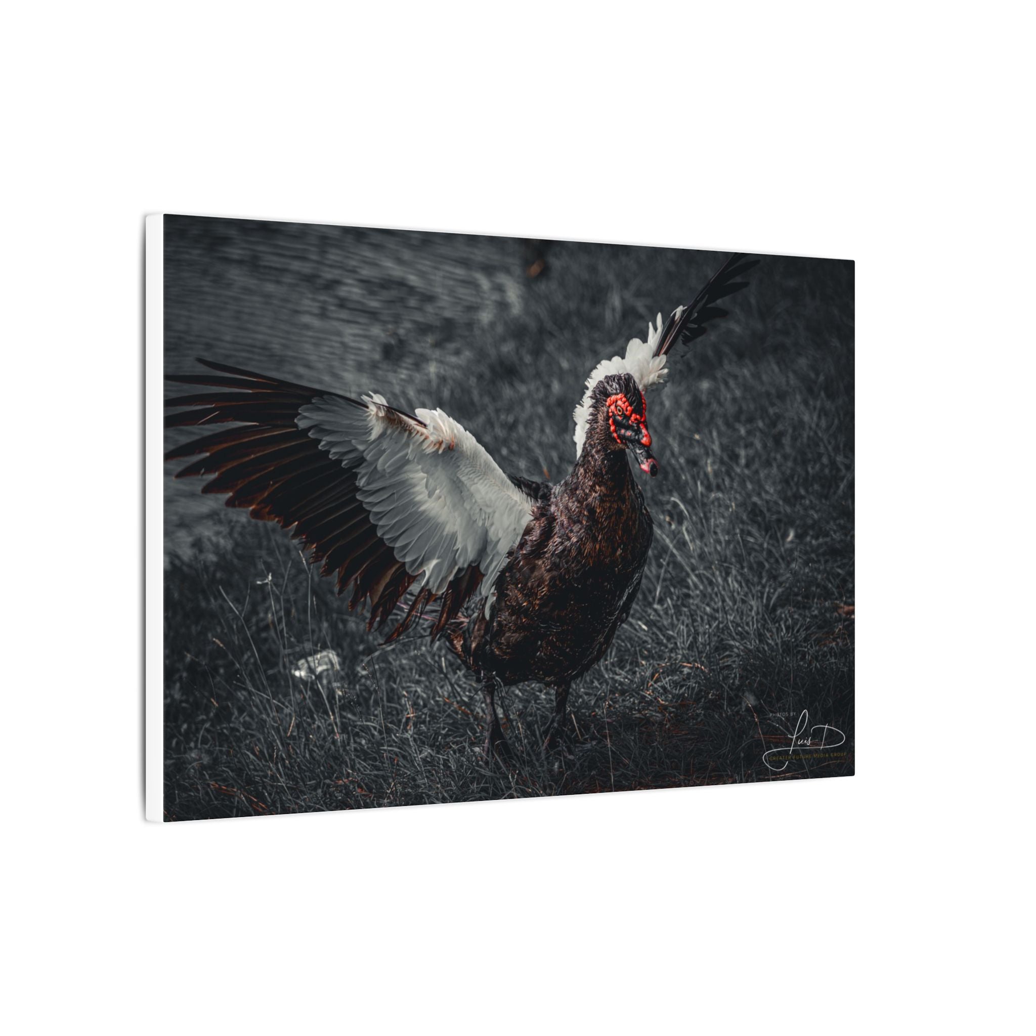 Dark Farmhouse Canvas Print — Moody Muscovy Duck Wall Art