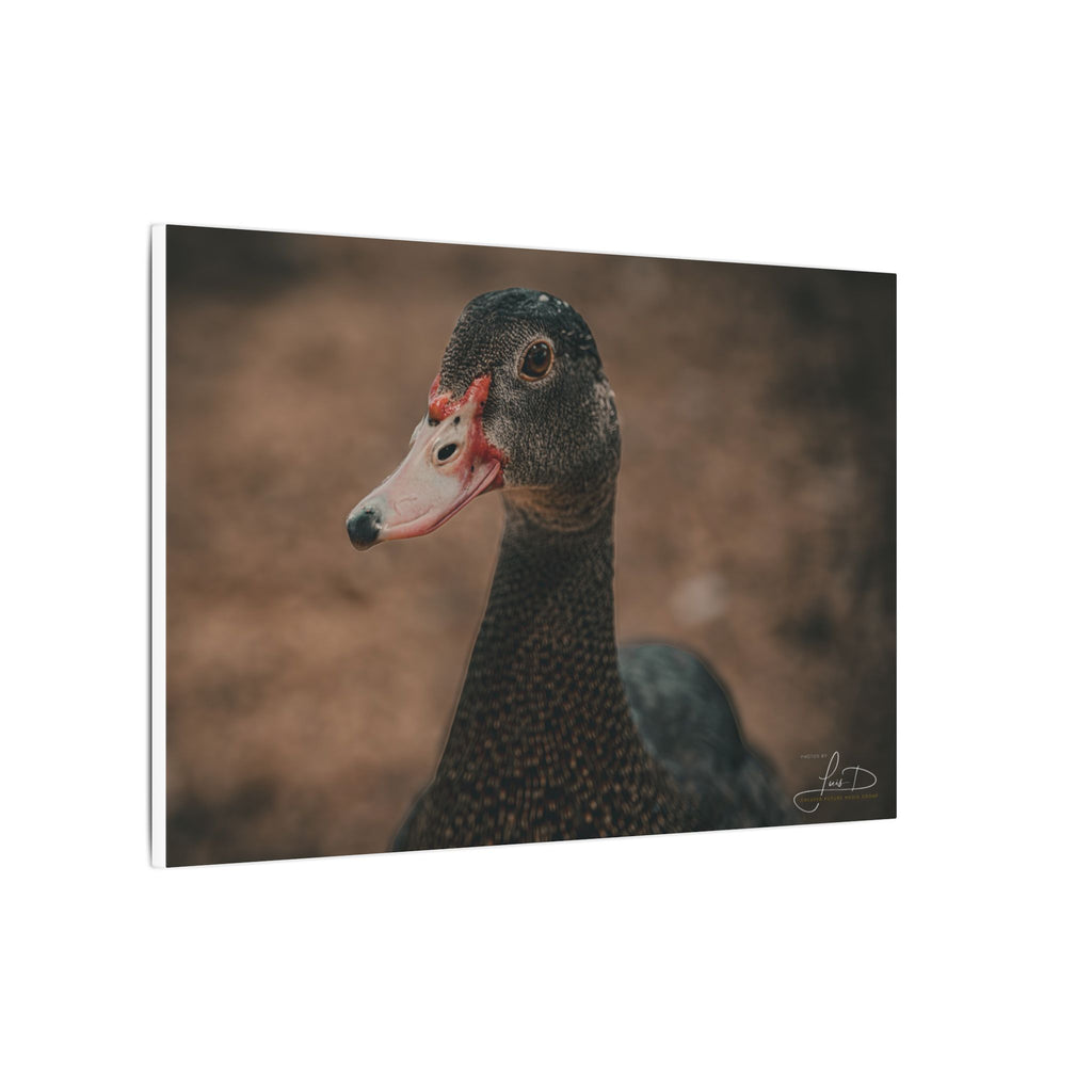 Muscovy Duck Portrait Matte Canvas Wall Art
