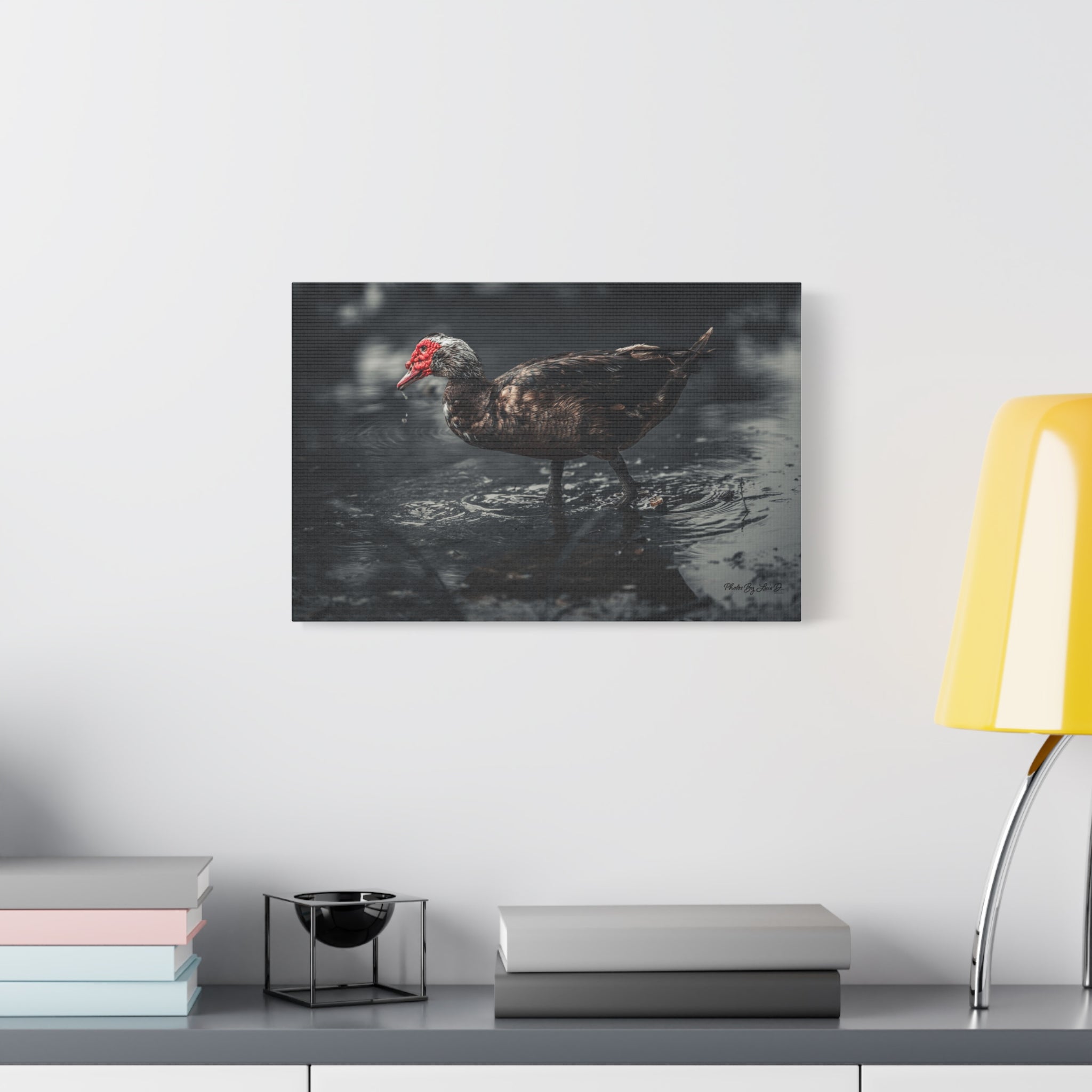 Muscovy Duck Matte Canvas Print — Moody Wildlife Photography Wall Art