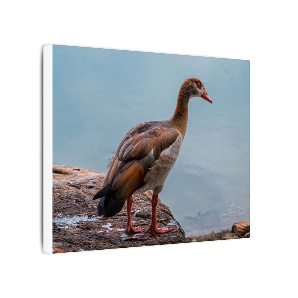 Goose Canvas Wall Art — Matte Stretched Nature Print