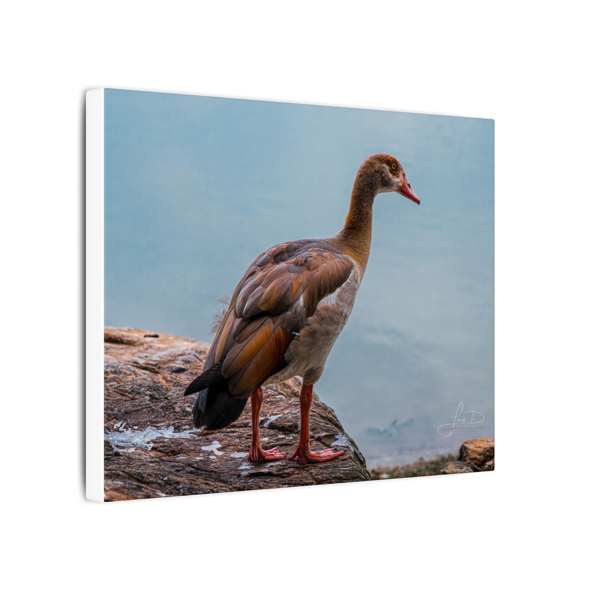 Goose Canvas Wall Art — Matte Stretched Nature Print
