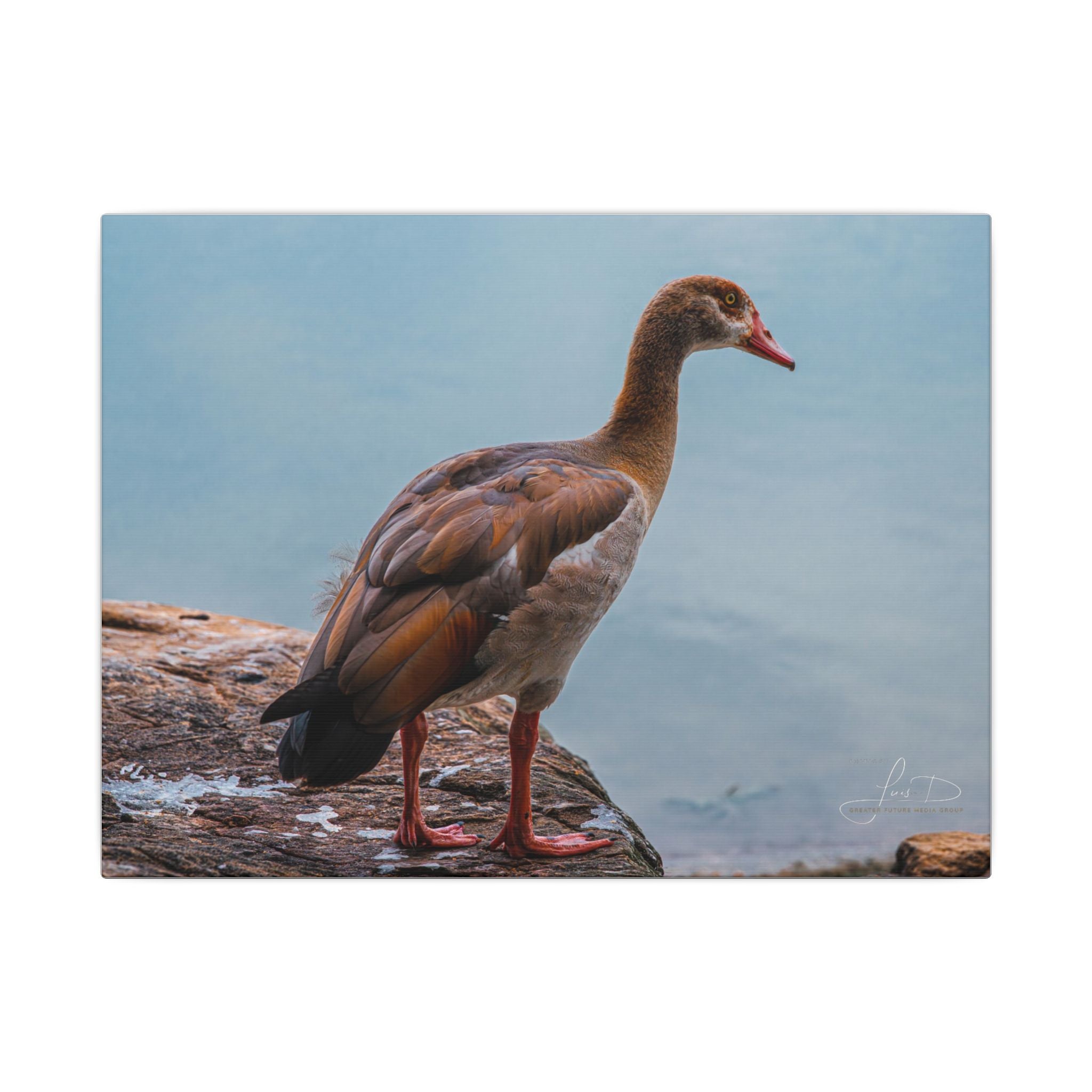 Goose Canvas Wall Art — Matte Stretched Nature Print