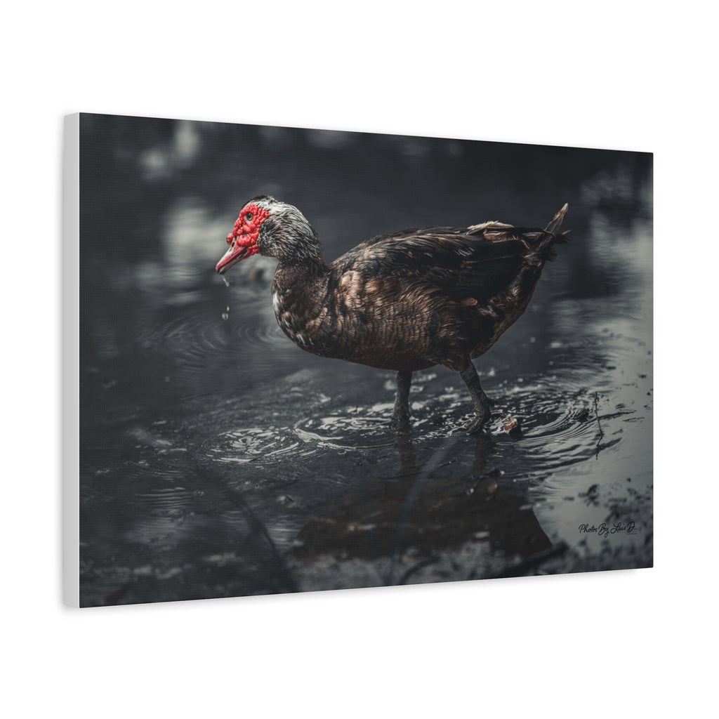 Muscovy Duck Matte Canvas Print — Moody Wildlife Photography Wall Art