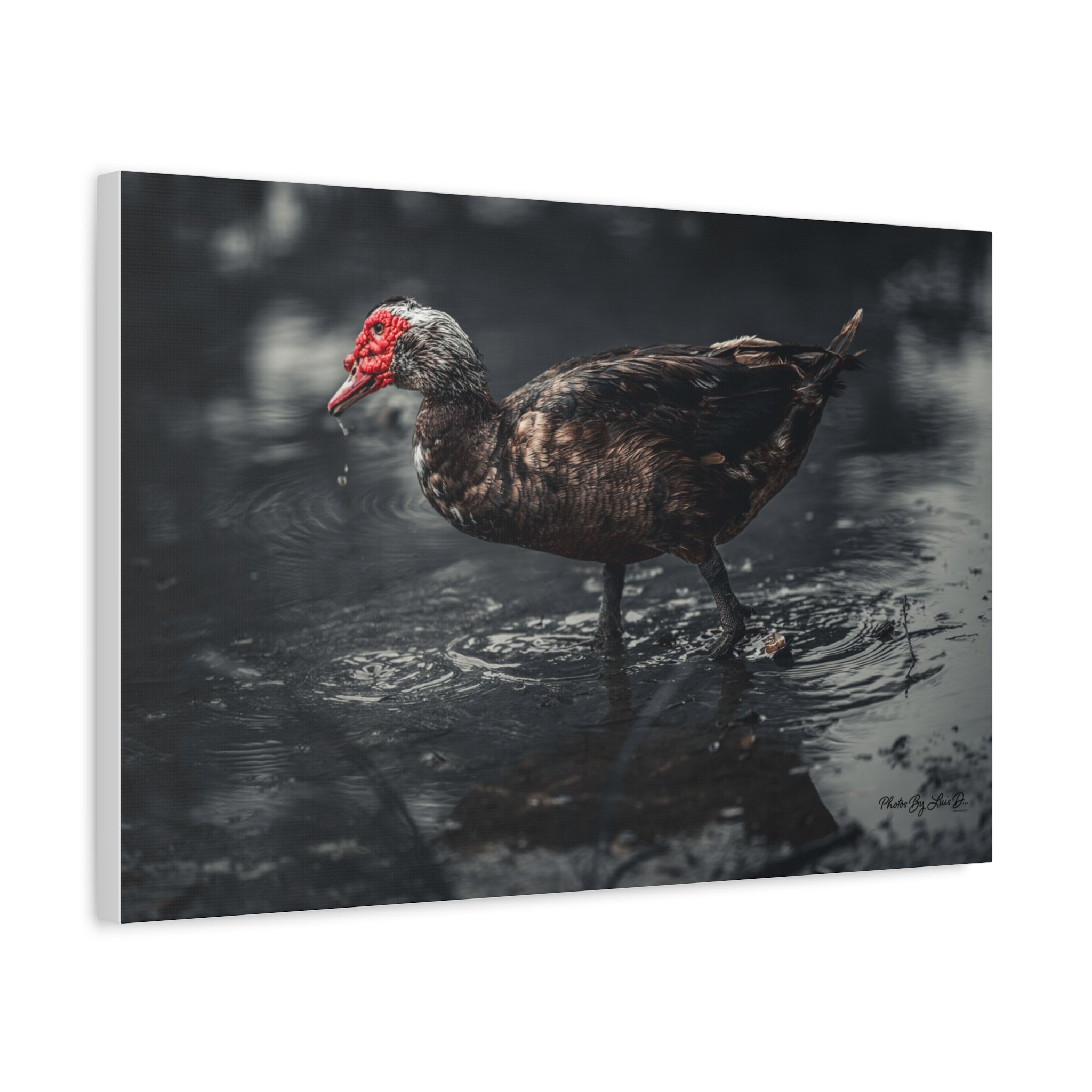 Muscovy Duck Matte Canvas Print — Moody Wildlife Photography Wall Art
