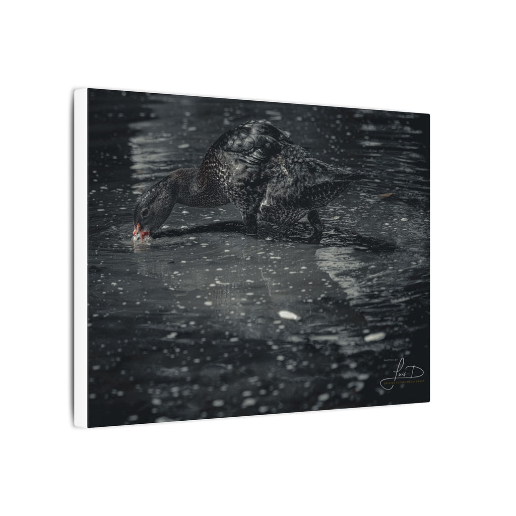 Black Duck Matte Canvas Print — Moody Wildlife Wall Art