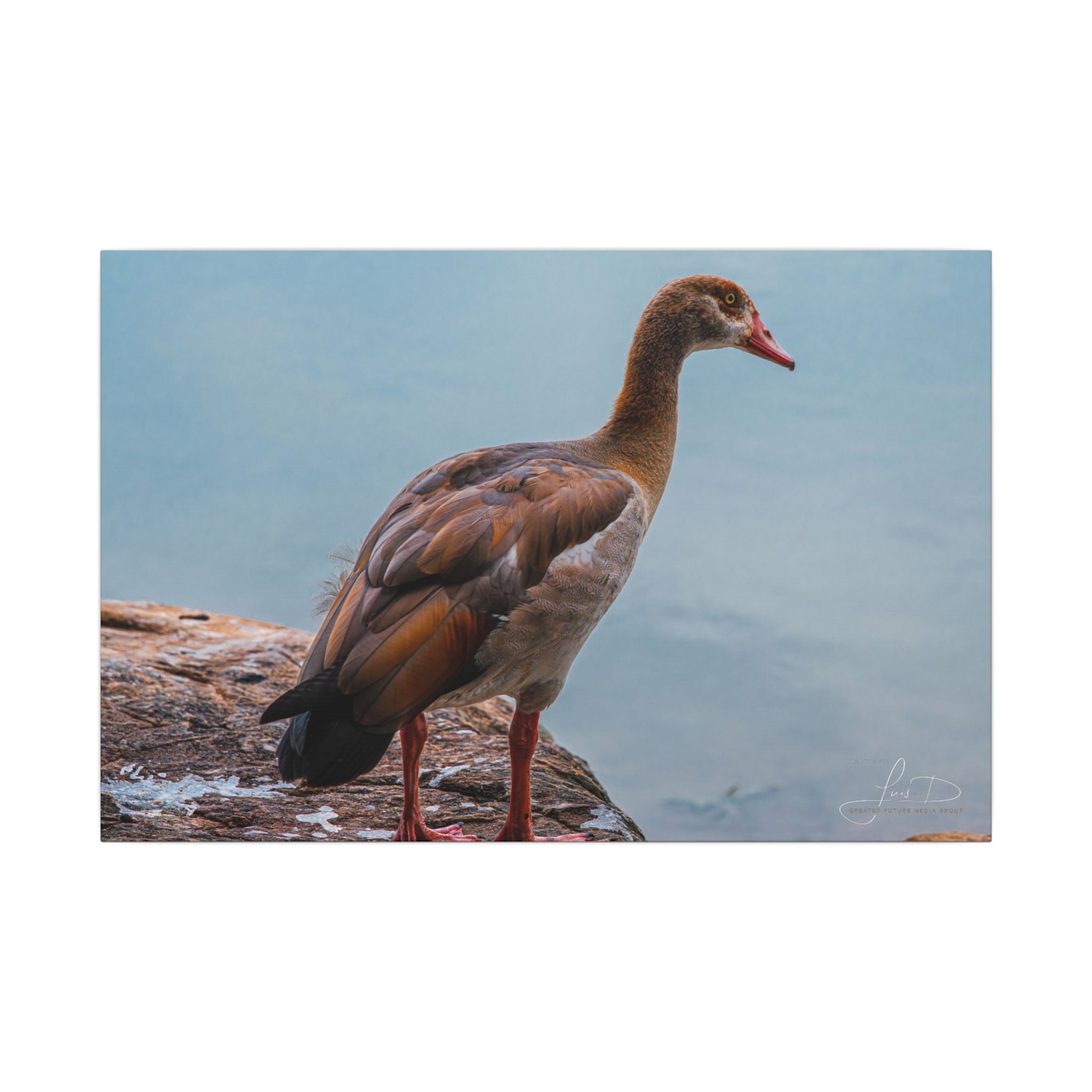 Goose Canvas Wall Art — Matte Stretched Nature Print