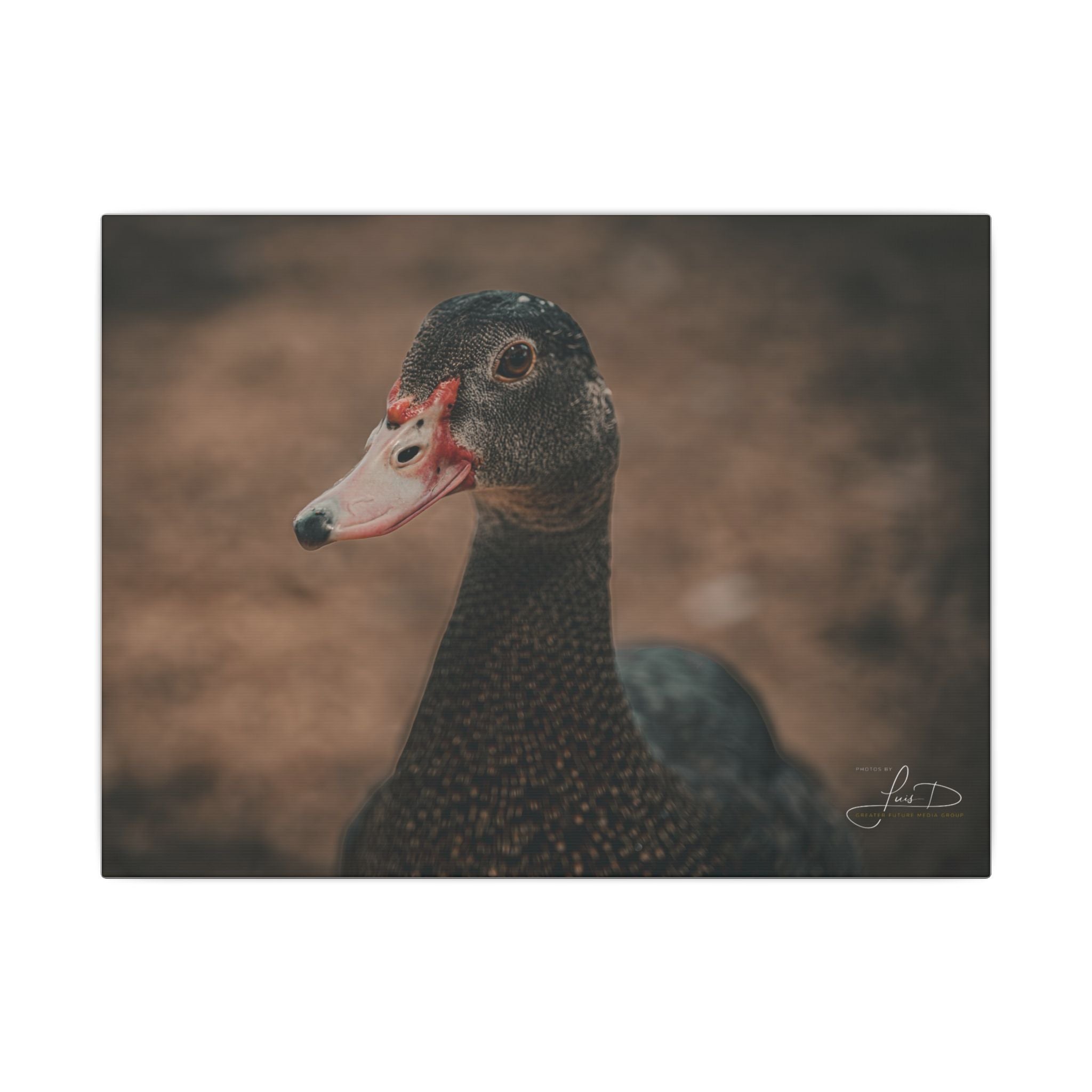 Muscovy Duck Portrait Matte Canvas Wall Art