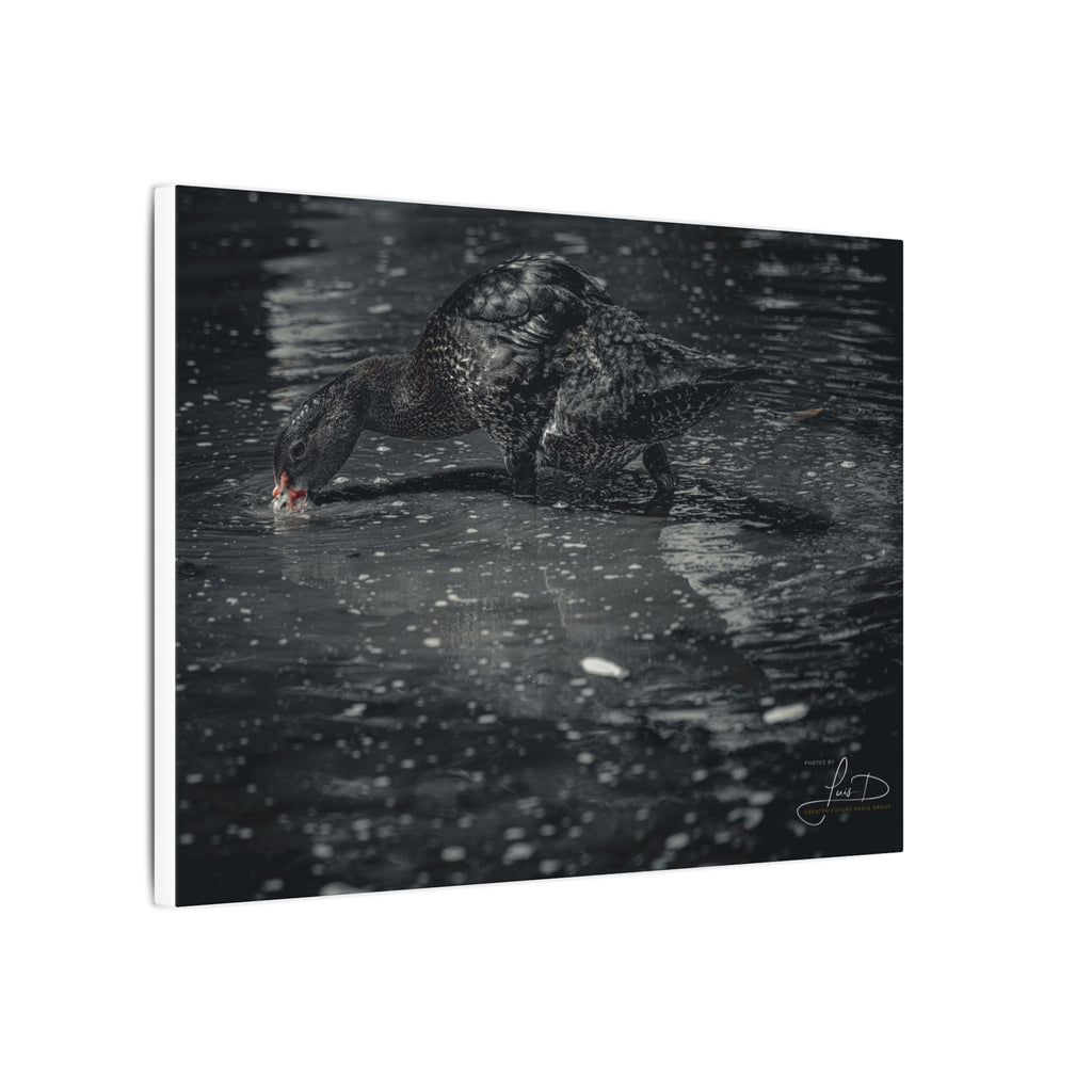 Black Duck Matte Canvas Print — Moody Wildlife Wall Art