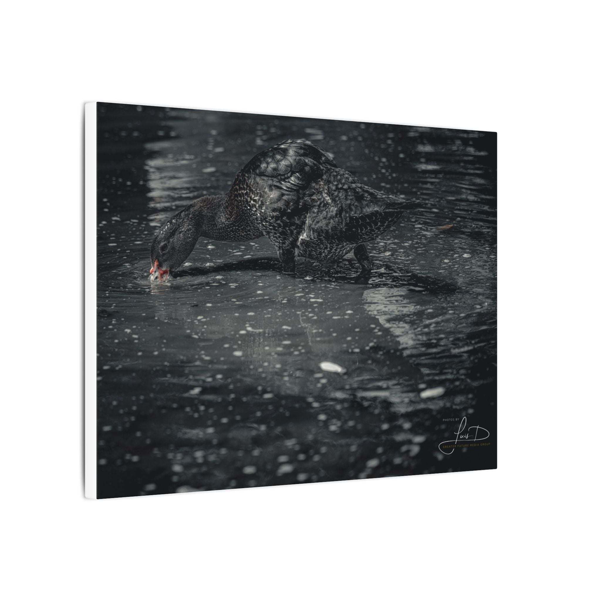 Black Duck Matte Canvas Print — Moody Wildlife Wall Art