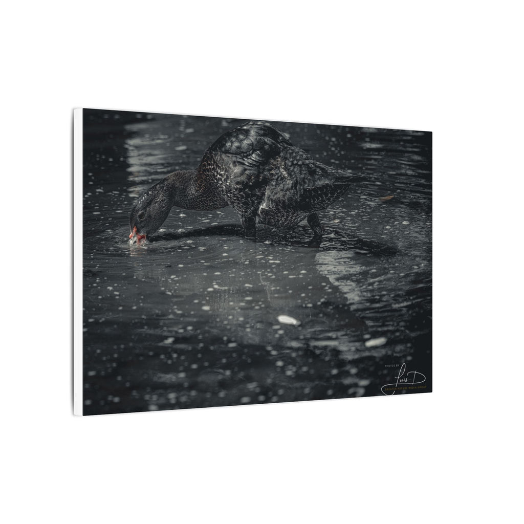 Black Duck Matte Canvas Print — Moody Wildlife Wall Art