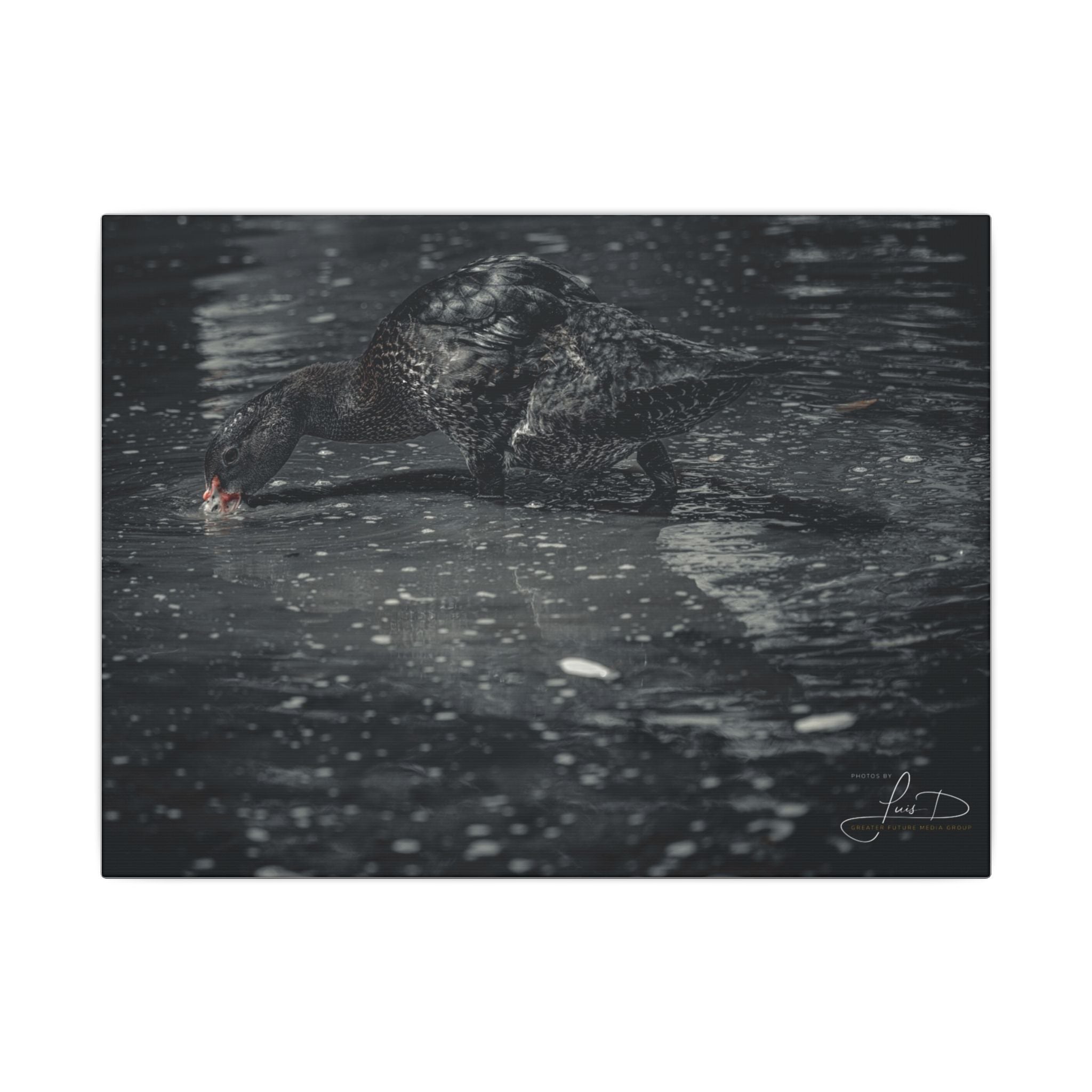 Black Duck Matte Canvas Print — Moody Wildlife Wall Art
