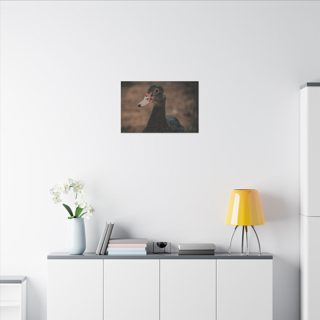 Muscovy Duck Portrait Matte Canvas Wall Art