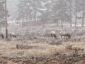 Winter Elk Canvas Art | Rustic Wall Decor, Home Decoration, Nature Artwork, Gift for Animal Lovers, Wildlife Print