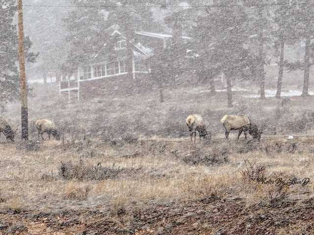 Winter Elk Canvas Art | Rustic Wall Decor, Home Decoration, Nature Artwork, Gift for Animal Lovers, Wildlife Print