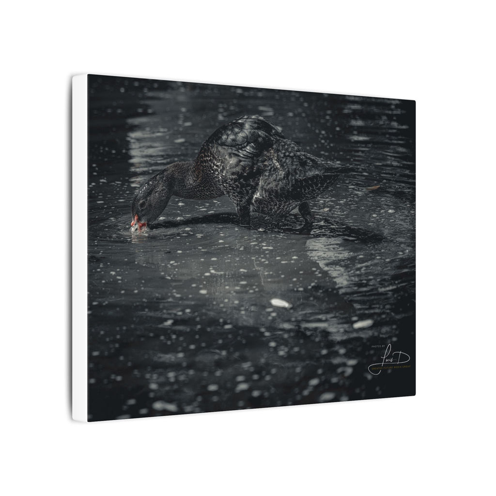 Black Duck Matte Canvas Print — Moody Wildlife Wall Art