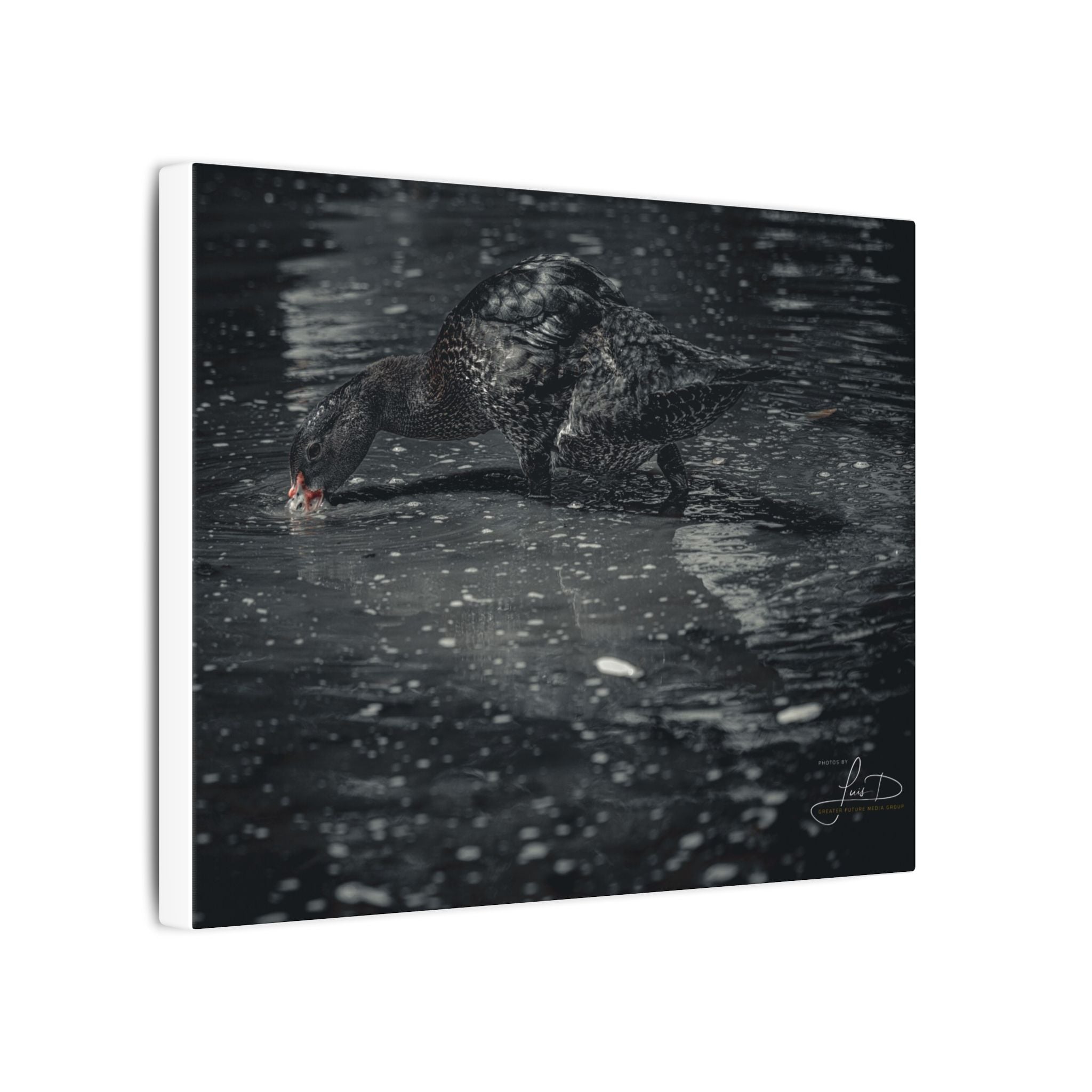 Black Duck Matte Canvas Print — Moody Wildlife Wall Art