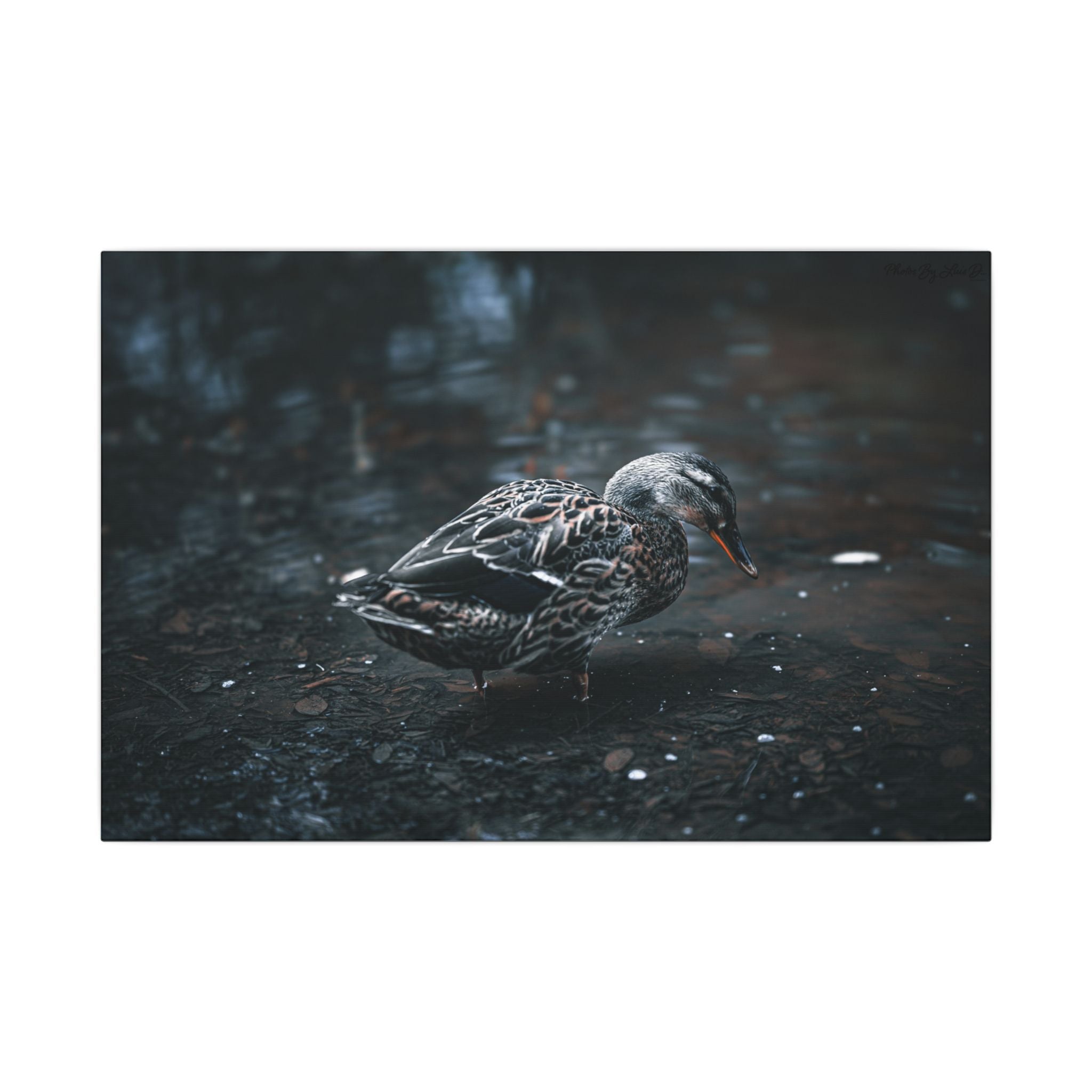 Matte Canvas Print - Moody Duck Photography Wall Art