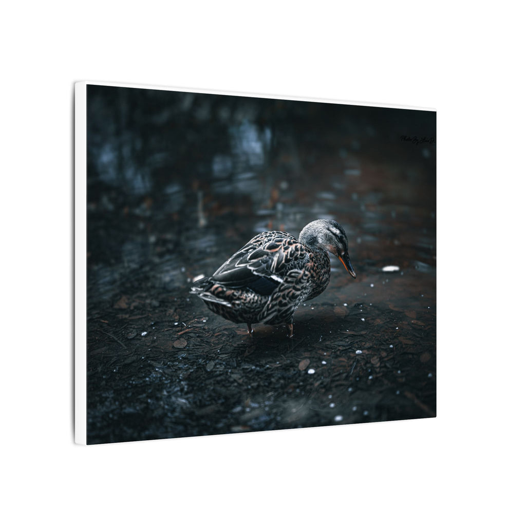 Matte Canvas Print - Moody Duck Photography Wall Art