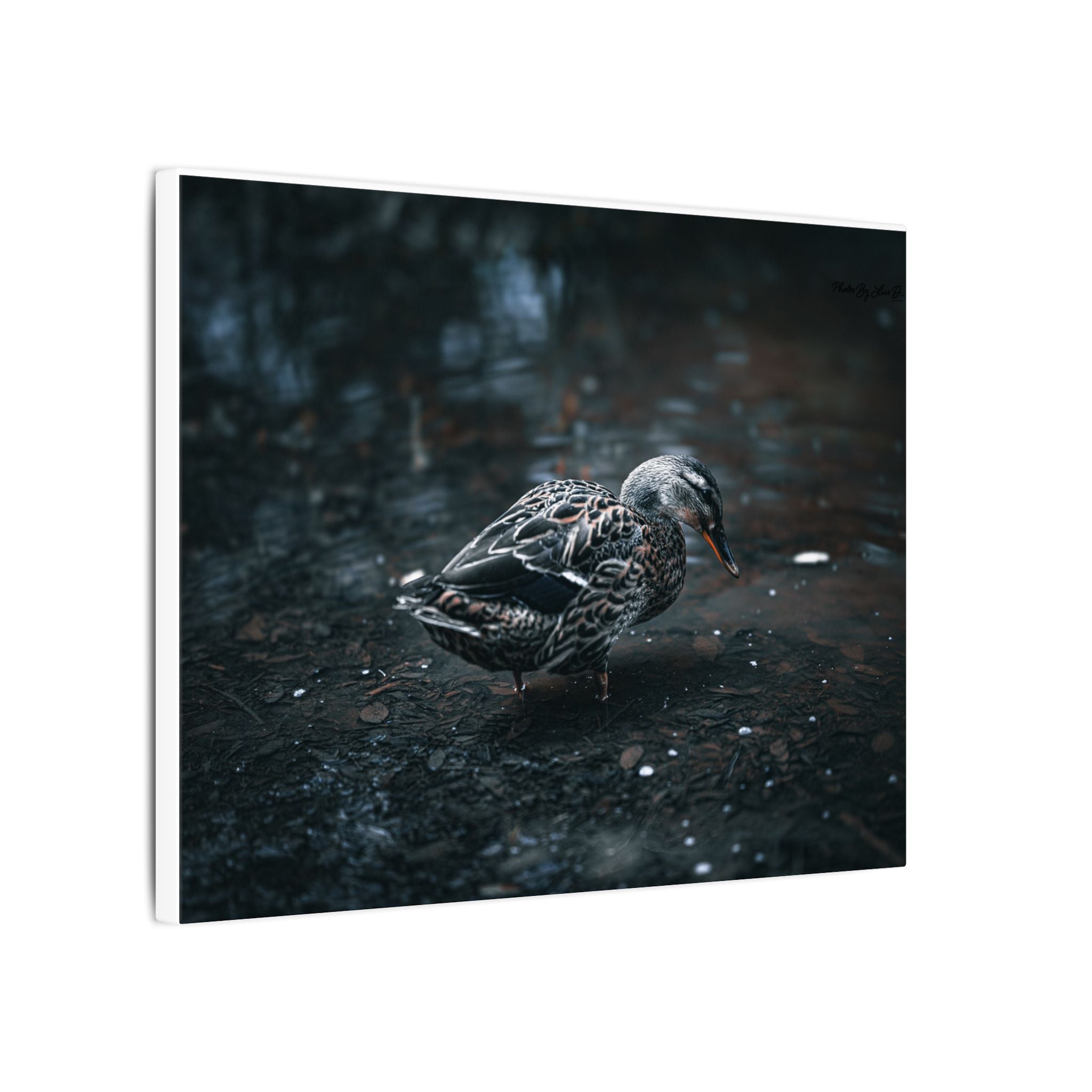 Matte Canvas Print - Moody Duck Photography Wall Art