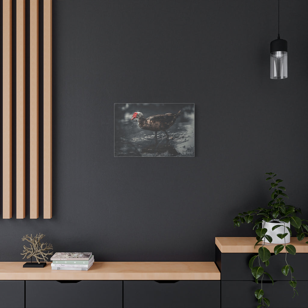 Muscovy Duck Matte Canvas Print — Moody Wildlife Photography Wall Art